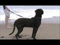 Hooper at the beach