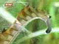 ptica/bird ptica/bird