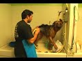 The Pet Set Boarding & Grooming, Long Beach, CA