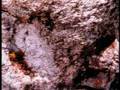Marcawasi : Bosque de piedras a 3 000 msnm