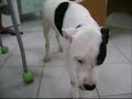 Acupuntura Veterin�ria
