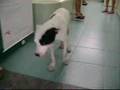 Acupuntura Veterinária