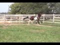Canival's Supreme Attraction Stallion Video Pinto Saddlebred