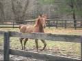 videos de Mark van de Gelderlander - canter & trot in mud Nov 08.wmv
