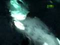 Nature's Perfect Predators- Killer Whales