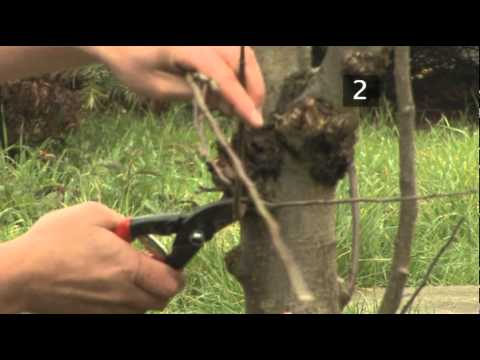 how to prune an apple tree video