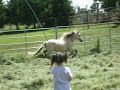 Wow Buckskin filly! Wow Buckskin filly!