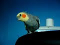 Cherry Singing