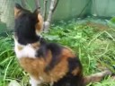 Splendid tortie Tootie Splendid tortie Tootie