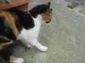 Splendid Calico Tootie