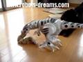 Roboraptor vs. Austin the Dog - The Remix Tape