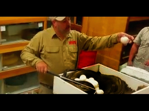 YouTube reptile video