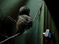 cute owl