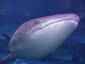 Swimming With The Whale Sharks