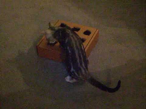 Find that Toy!