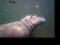 hippopotamus adventure aquarium2 hippopotamus adventure aquarium2