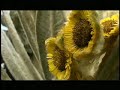 Ecuador, life at its purest!!  - The Andes (in English)