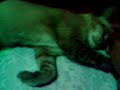 Playing with my Cat Namwaan thanyaburi Thailand