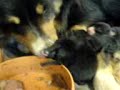 Tes, the guard dog, taking care of puppies Tes, the guard dog, taking care of puppies