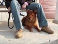 Chien Dusty