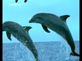Dolphins - I\ Dolphins - I\