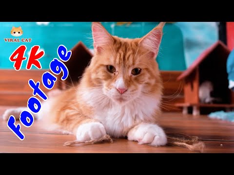 Những Cảnh Quay Đẹp Chất Lượng 4K Về Hoàng Thượng Mèo Tập 18