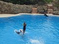 Delfin-Show Loro Parque, Teneriffa