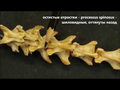 Хвостовые позвонки домашних животных