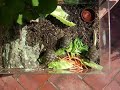 crias-de-testudo-graeca-comiendo.html