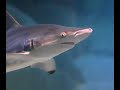 Shark Birth