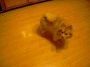 Honey Wants a Treat