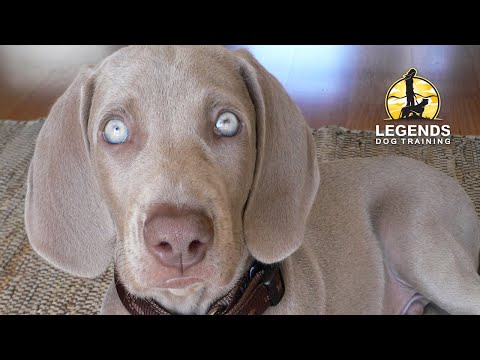 how to train weimaraner puppies