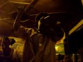 TEGO CALDERON EN LOIZA ..2008 EL CABALLITO