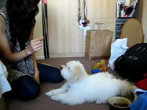 omgoshmichelle - Vaiyo Lin is a 6 month old puppy who belongs to Andrew Lin. Do you see how cool his name is? Hehe. Vaiyo likes carrots and good treats. Andrew has been train...