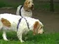 voor afleiding dat Margootje haar puppen niet gaat zoeken zijn we vanochtend lekker lang naar het speelveldje geweest