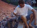 Kleine rock wallaby