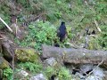 alaska