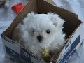 cute puppies  week 8   9  playing with a cat and escaping!