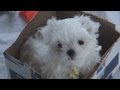 Maltese video
