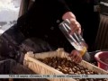Дачная инспекция.Ког