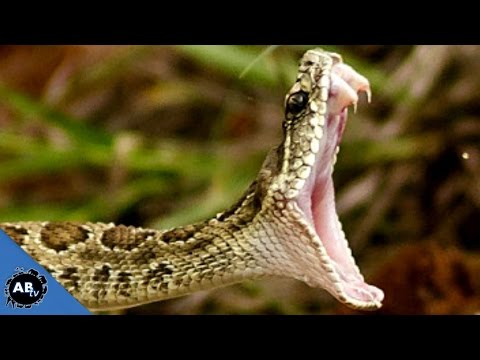 YouTube reptile video