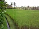 Walk thu the rice fields of Ubud Bali/Indonesia part I