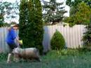 Dog Dancing Tricks No.7 - Twist around a prop