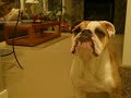 Jiggs the bulldog - Playing Ball 2