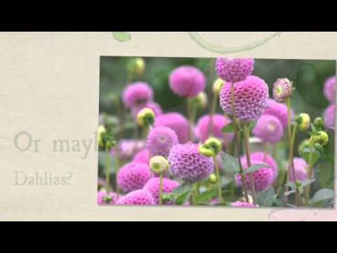 how to grow bishop of llandaff dahlia
