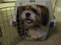 Gizmo (1 yr 5 mo) - loves his crates Gizmo (1 yr 5 mo) - loves his crates