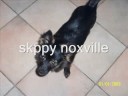 skippy noxville
