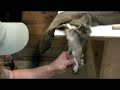 Beginners Taxidermy - Bondo Ears Beginners Taxidermy - Bondo Ears