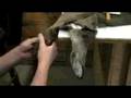 Beginners Taxidermy - Bondo Ears