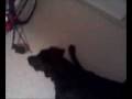 Dogbook Movie: Barking at the bike
